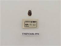 藏品(半翅目(2))的圖片